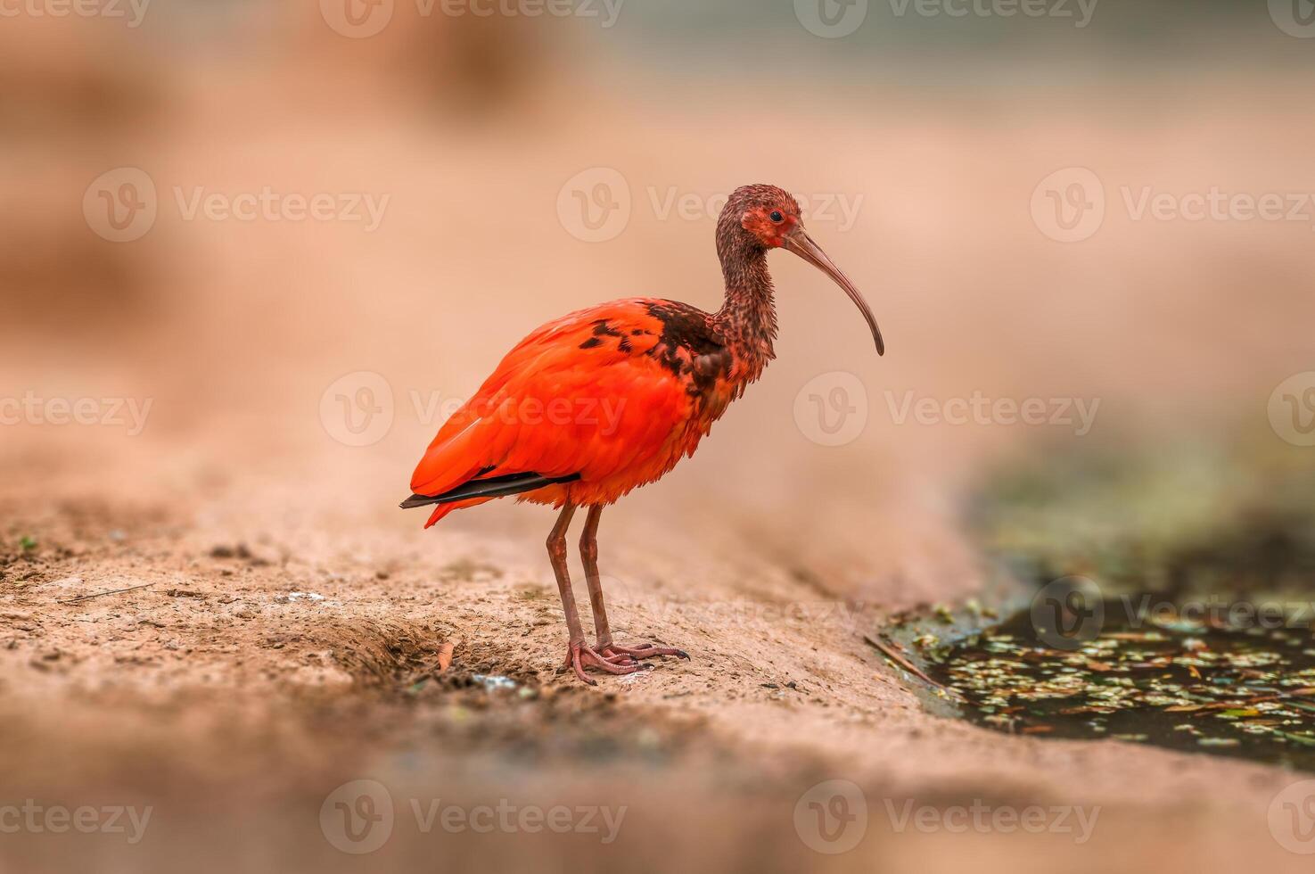 bellissimo colorato uccello si siede e sembra foto