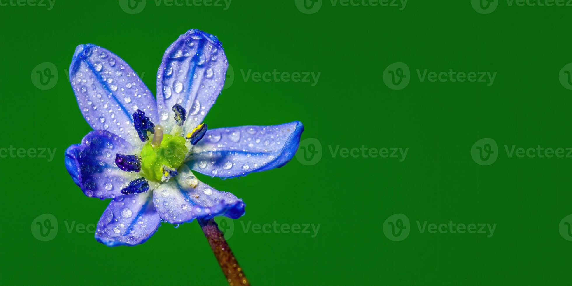 un' morbido fiore fiorire nel un' natura giardino foto