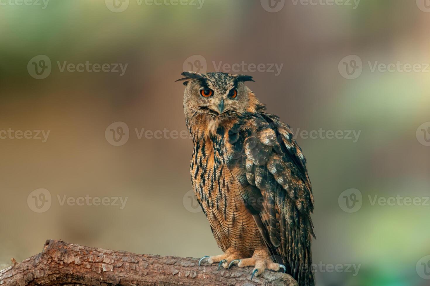 bellissimo colorato uccello si siede e sembra foto