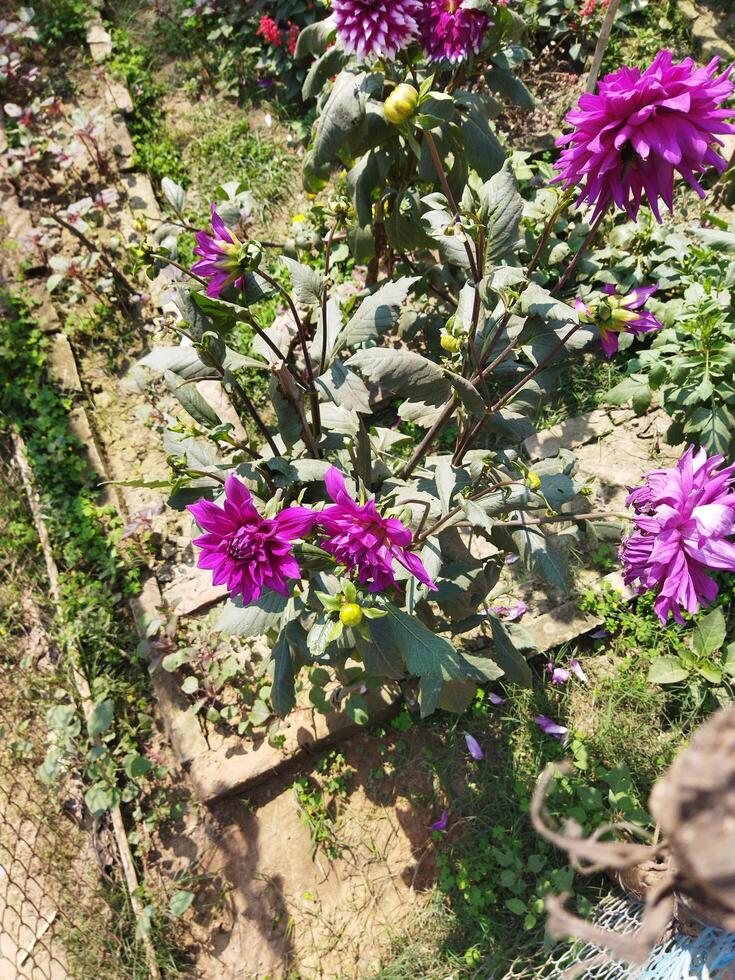 viola fiori nel un' giardino con verde impianti foto