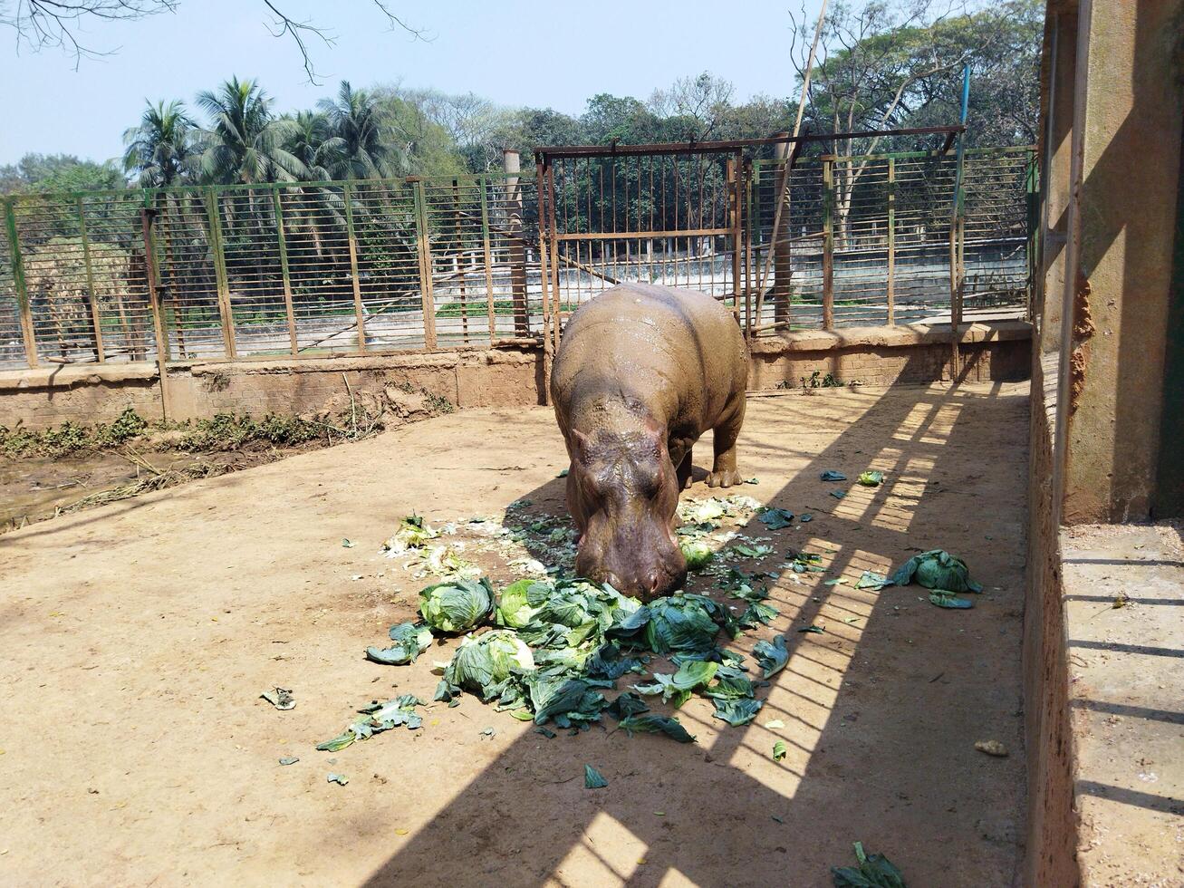 un' gruppo di ippopotami siamo mangiare a il zoo foto