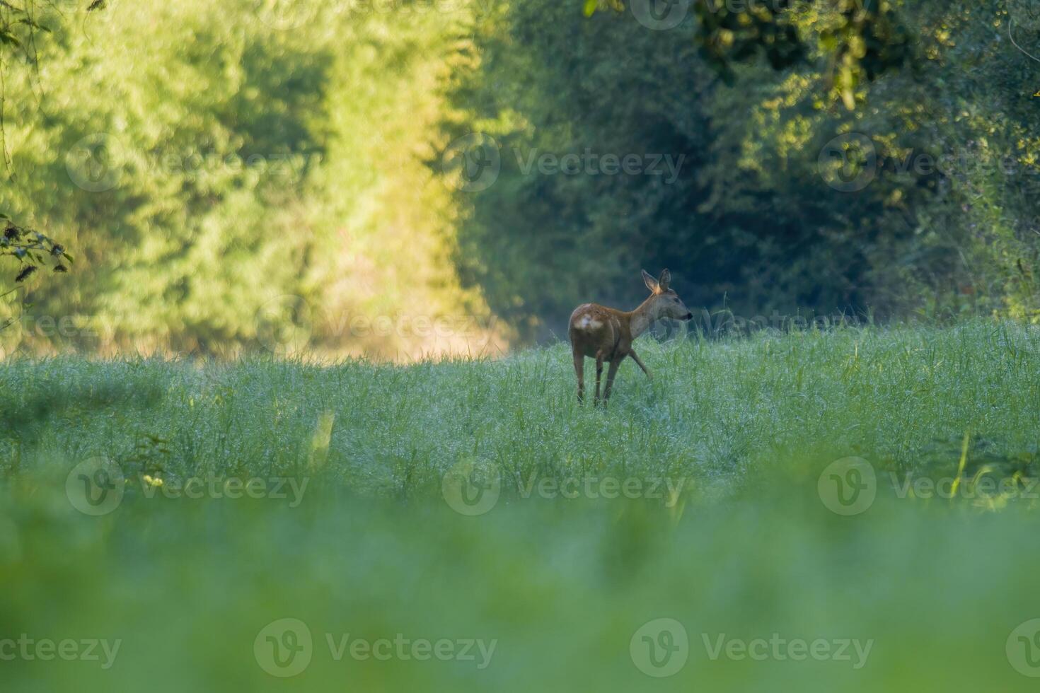 un' giovane femmina cervo su un' verde prato foto