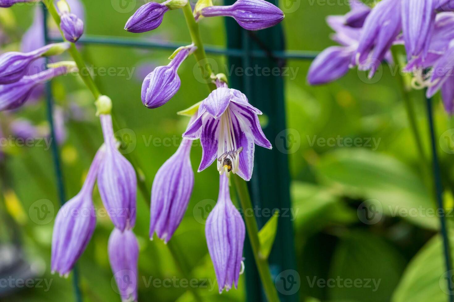 il hosta fioriture inizio per aprire, orologio su per api foto