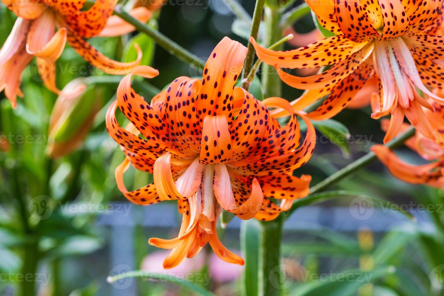 un' avvicinamento Visualizza di un' Doppio tigre giglio fioritura nel il indietro giardino foto