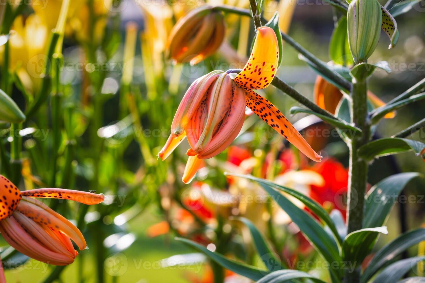 Qui è uno di il primo tigre gigli per Aperto nel il indietro giardino foto