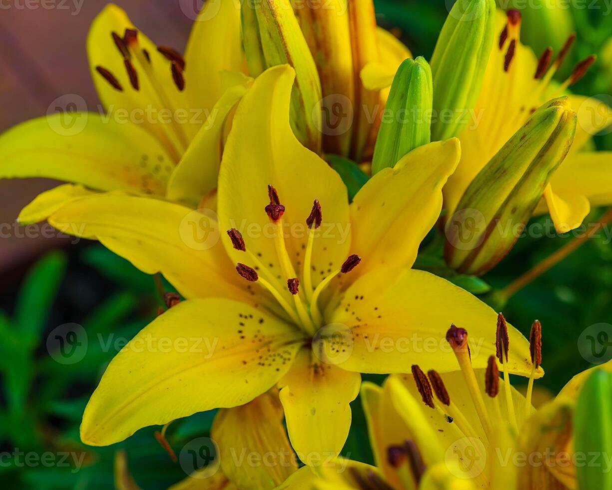 un' grande grappolo di giallo gigli nel il indietro giardino foto