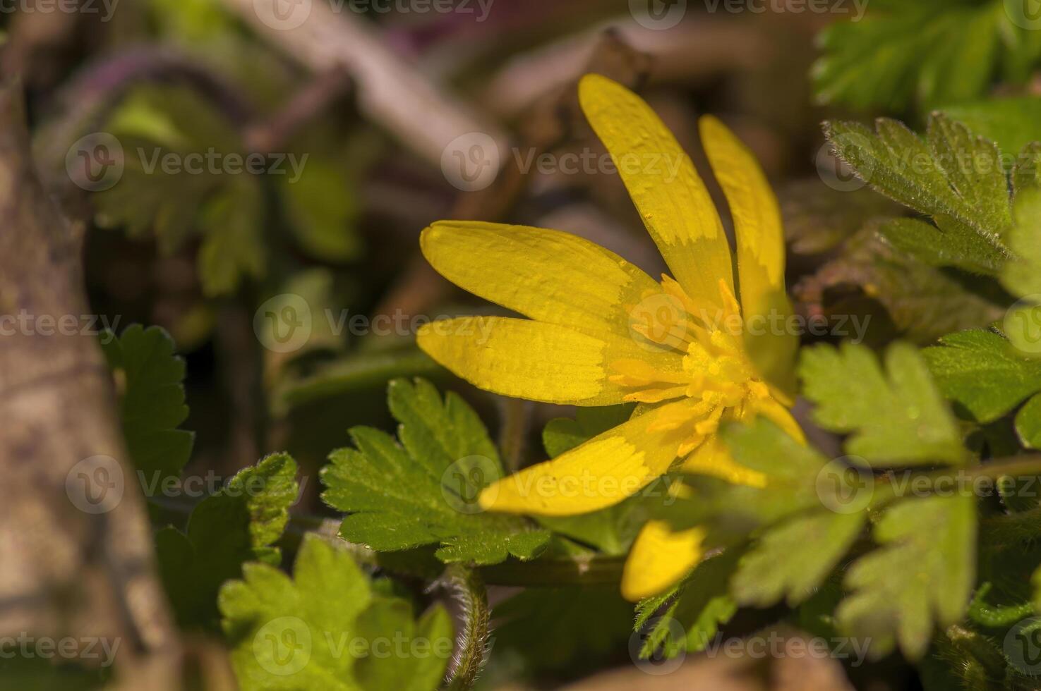 un' morbido fiore fiorire nel un' natura giardino foto