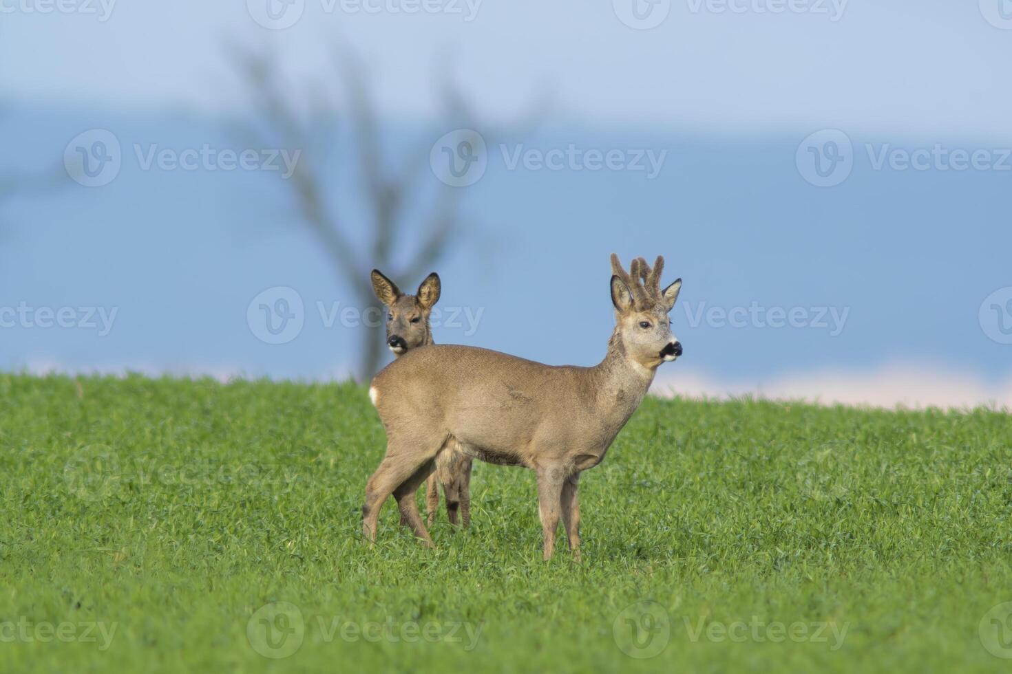 un' gruppo di cervo nel un' campo nel primavera foto