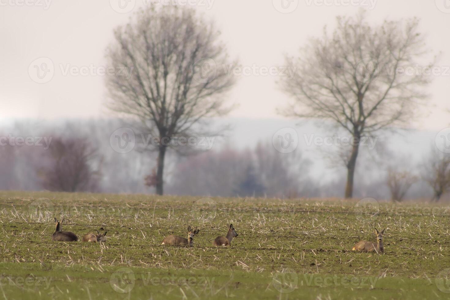 gruppo di capriolo cervo nel un' campo nel autunno foto