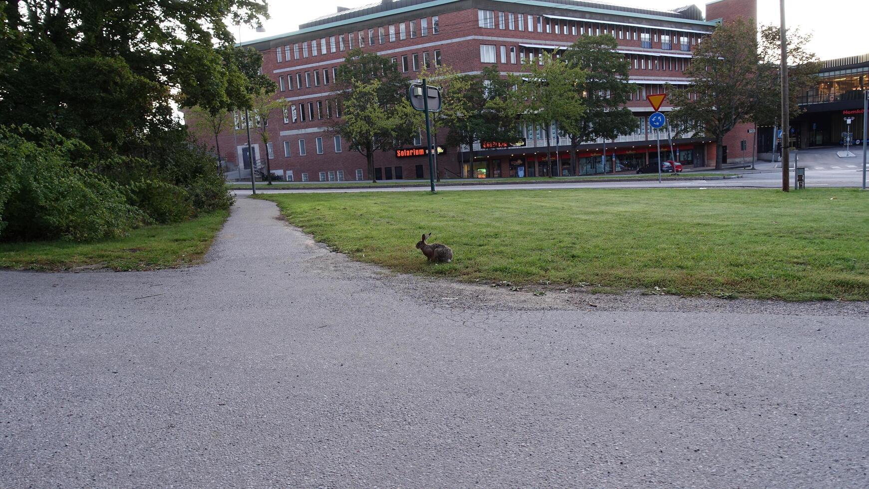 Stoccolma, Svezia, Europa - settembre 25, 2019 un' selvaggio lepre nel il città è mangiare erba indisturbato foto