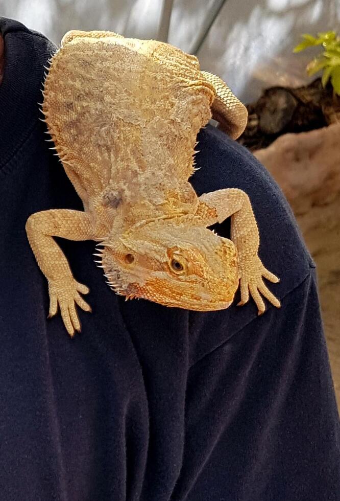 foto di un iguana su il spalla