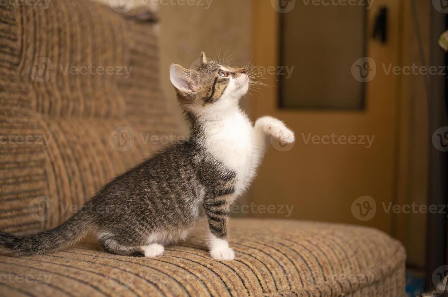 giovane carino gattino giocando con il suo umano foto