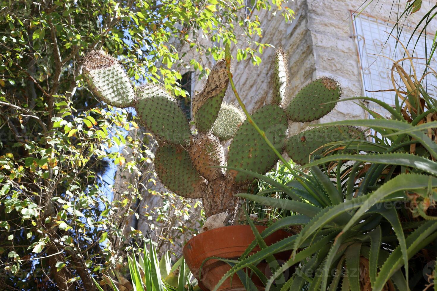 tel aviv Israele 03 28 2024. edifici e strutture nel tel aviv attraverso il fogliame di alto alberi. foto