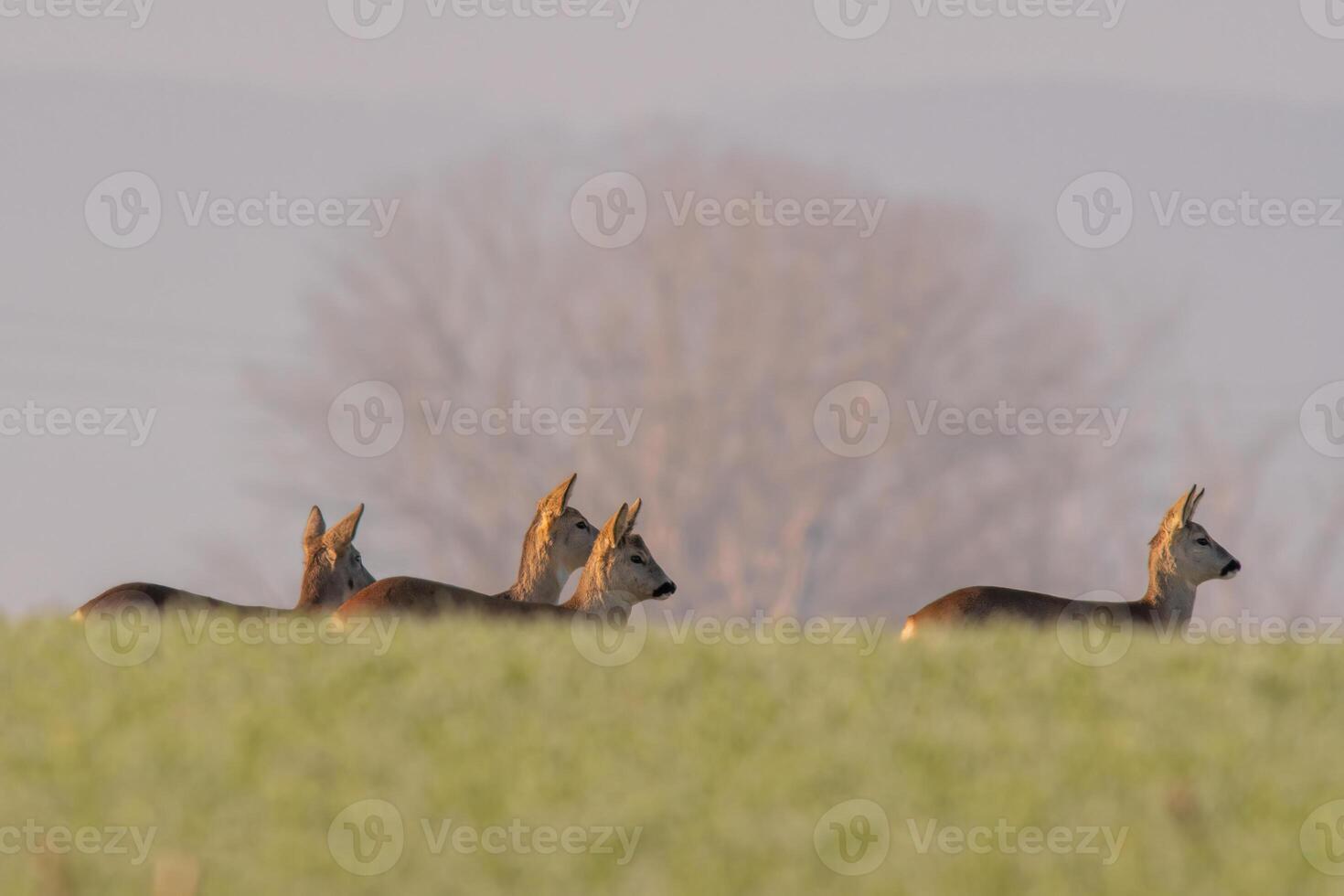 gruppo di capriolo cervo nel un' campo nel autunno foto