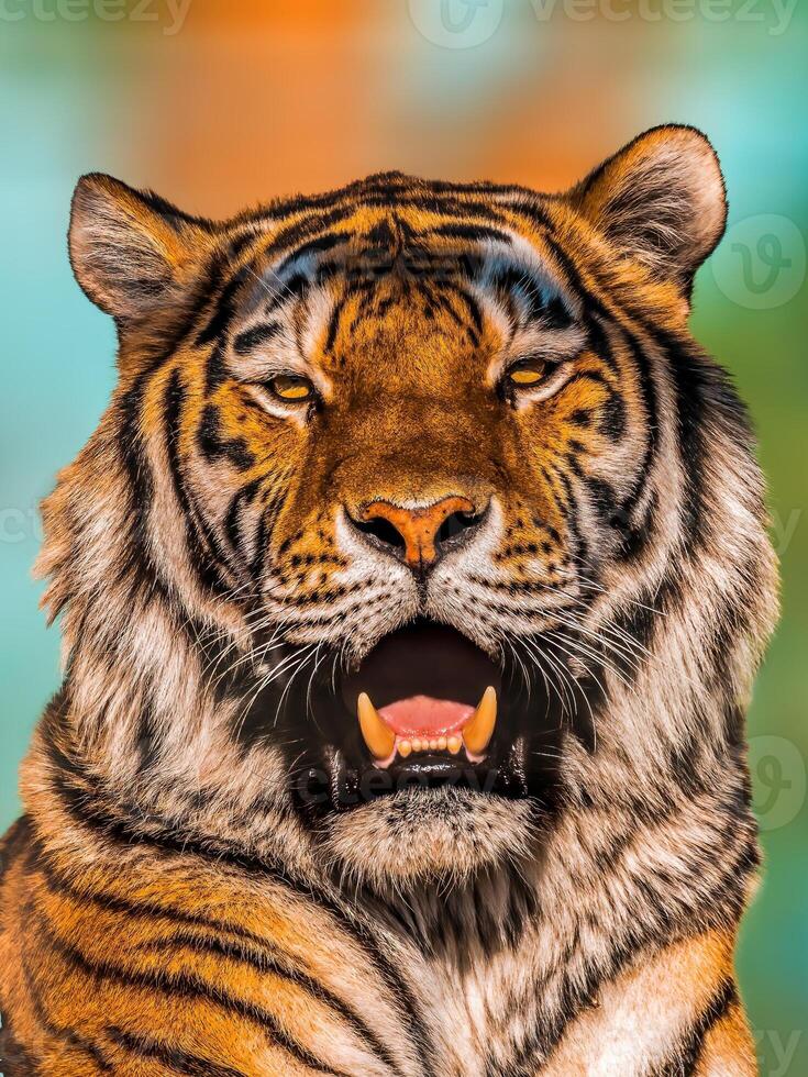 uno bello tigre Spettacoli il suo denti e sbadiglia foto
