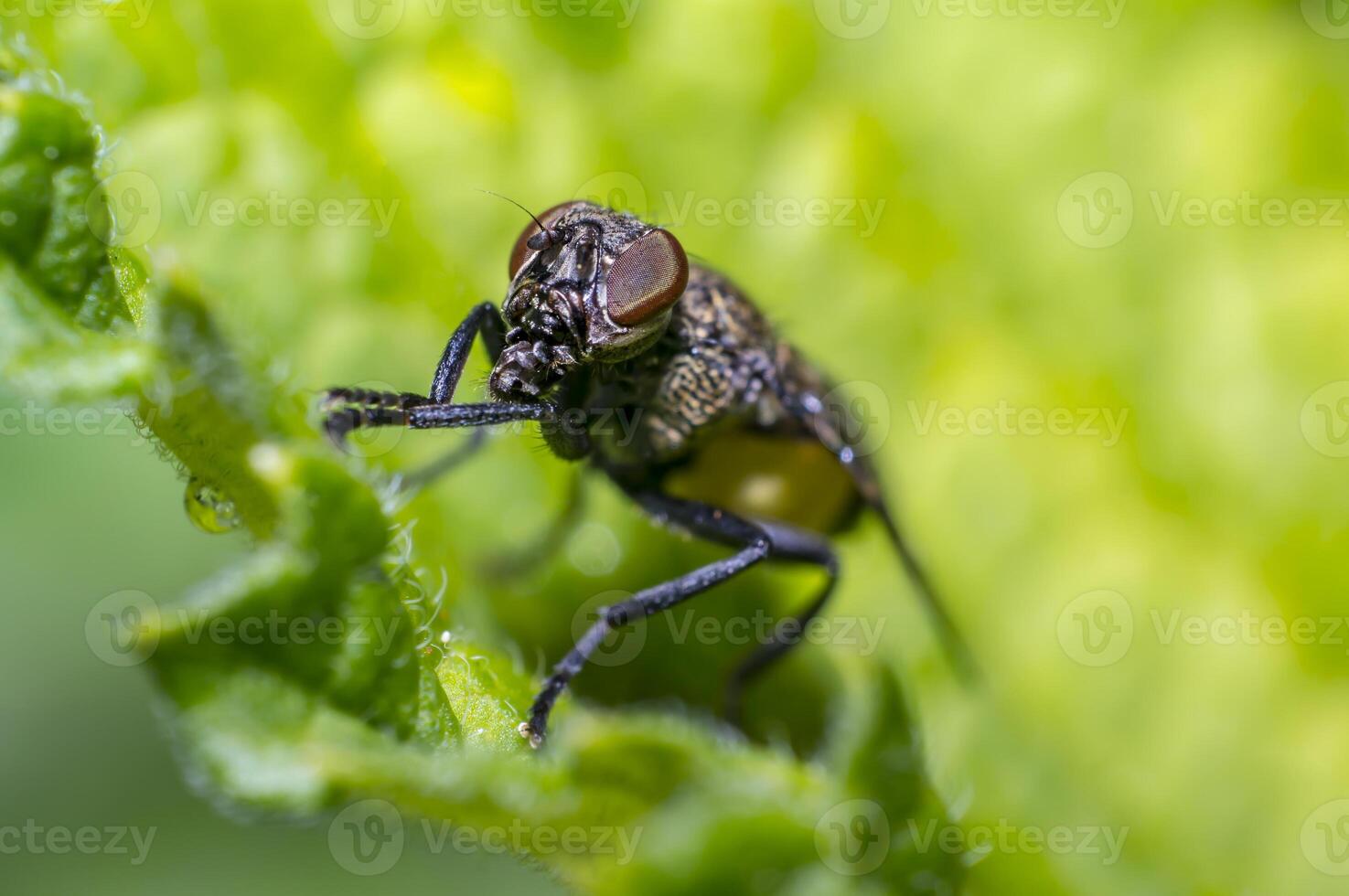 piccolo volare nel natura sembra piace con gas maschera foto