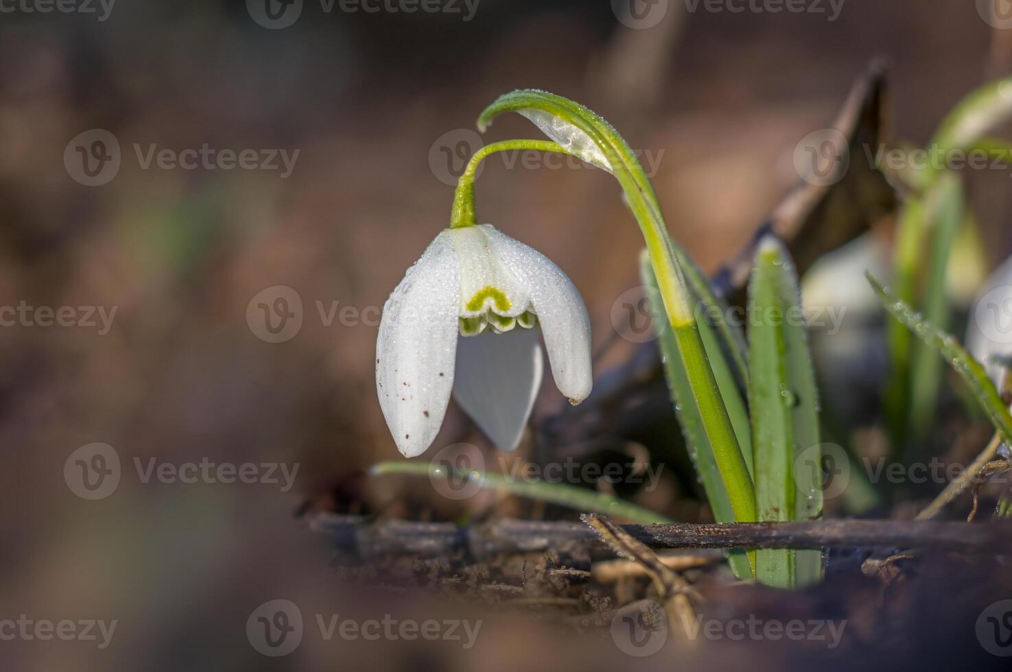 neve far cadere fiore nel mio stagione giardino foto