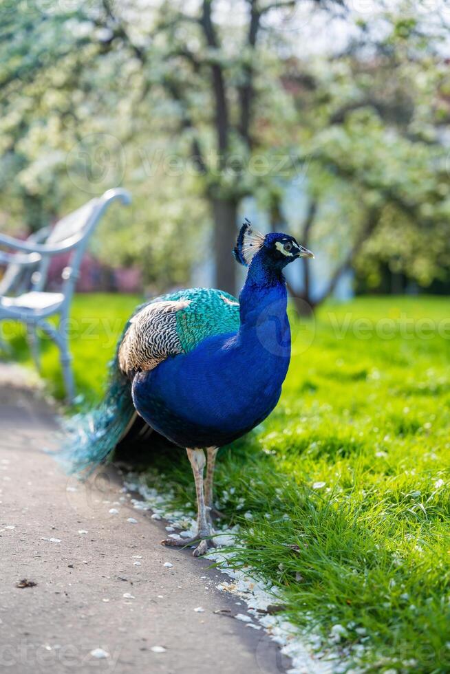 pavone è a piedi nel praga giardini nel primavera volta. alto qualità foto