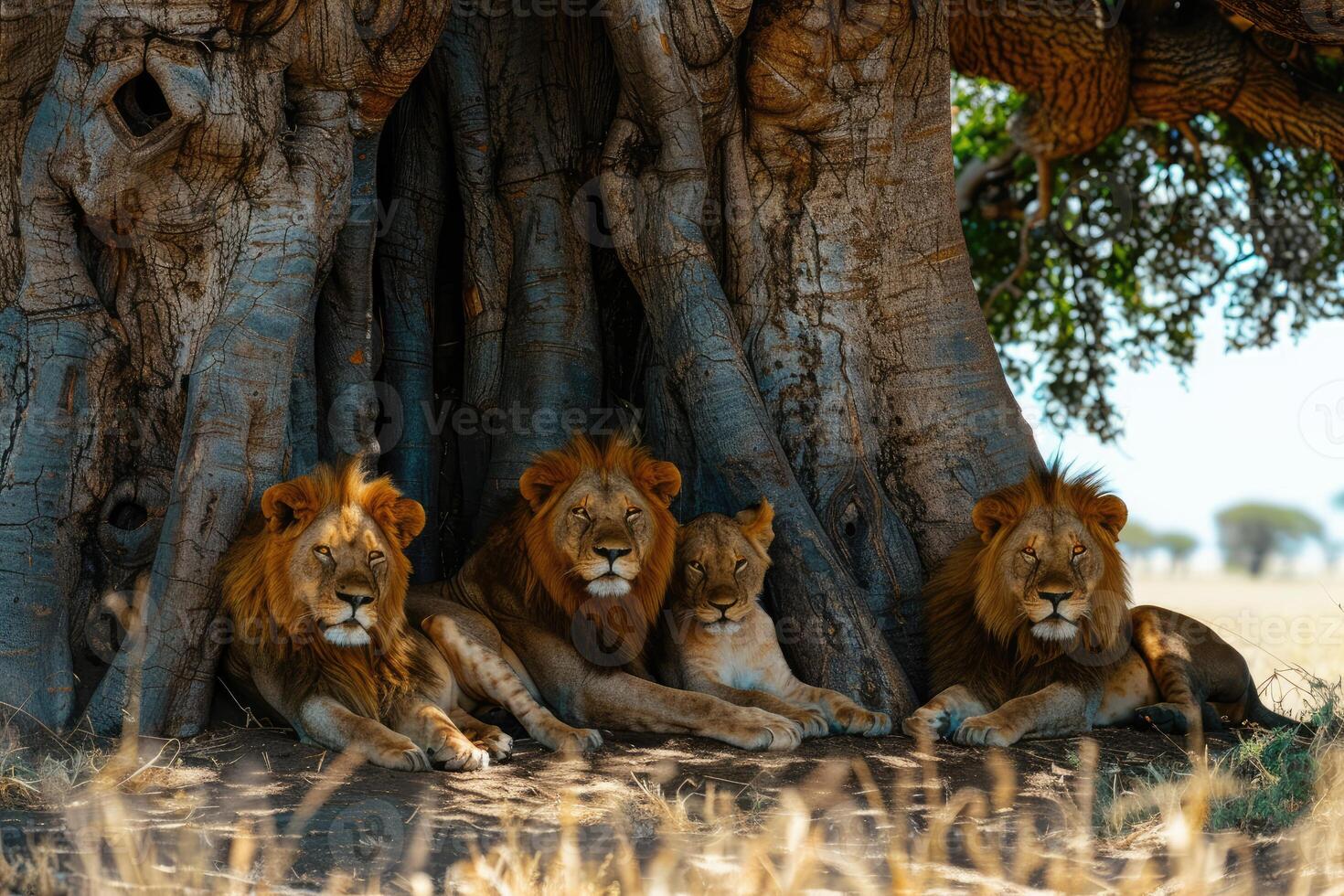 un' orgoglio di leoni nel riposo foto