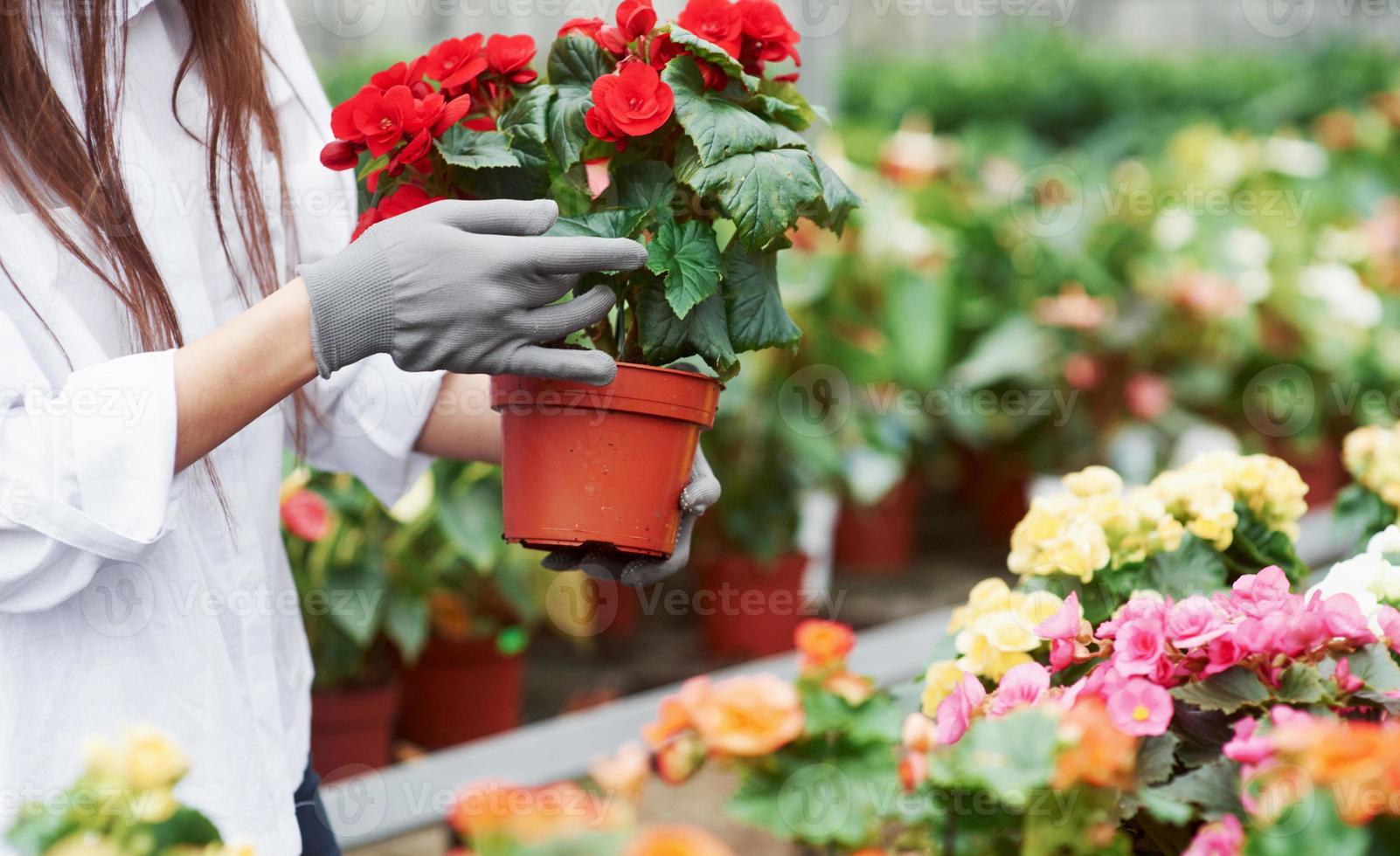 le mani della donna che tengono il vaso con i fiori e si prendono cura di esso foto