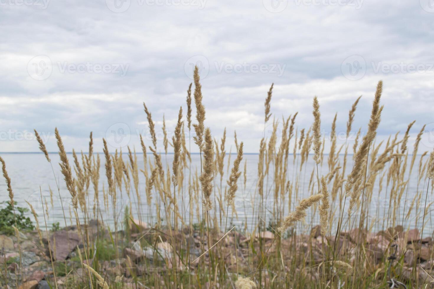 il giunco di palude su il costa linea. foto