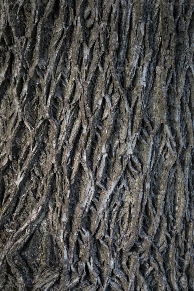abbaiare di un' albero. di legno sfondo. grigio di legno struttura. foto