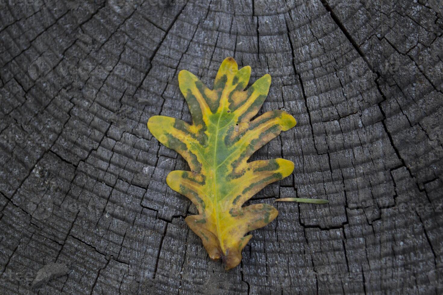 il autunno quercia foglia su un' grigio di legno sfondo. foto