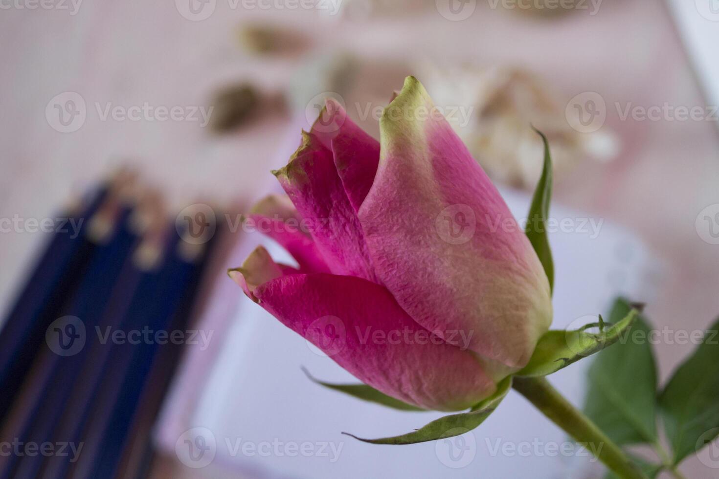 rosa rosa macro sparo. foto