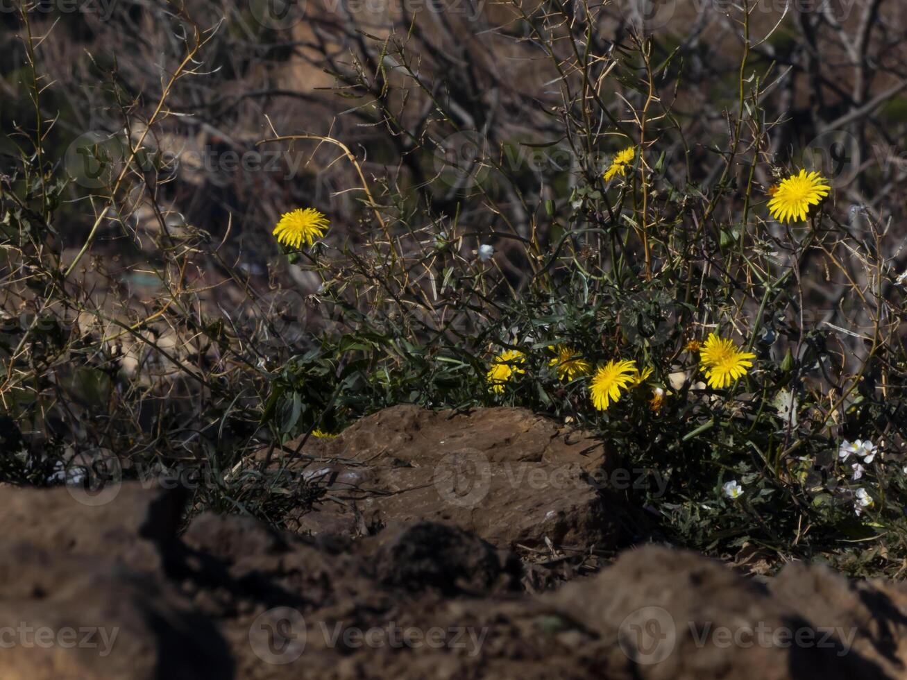 piccolo giallo fiori denti di leone con rocce e pietre foto