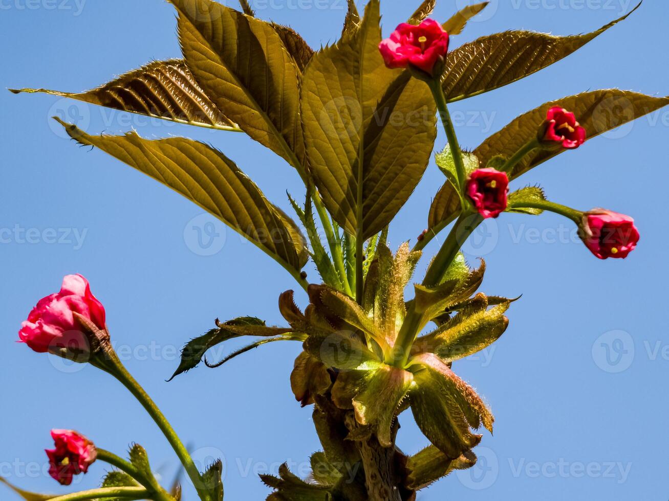 rosa non soffiato sakura fiori nel presto primavera. mini cuffie foto