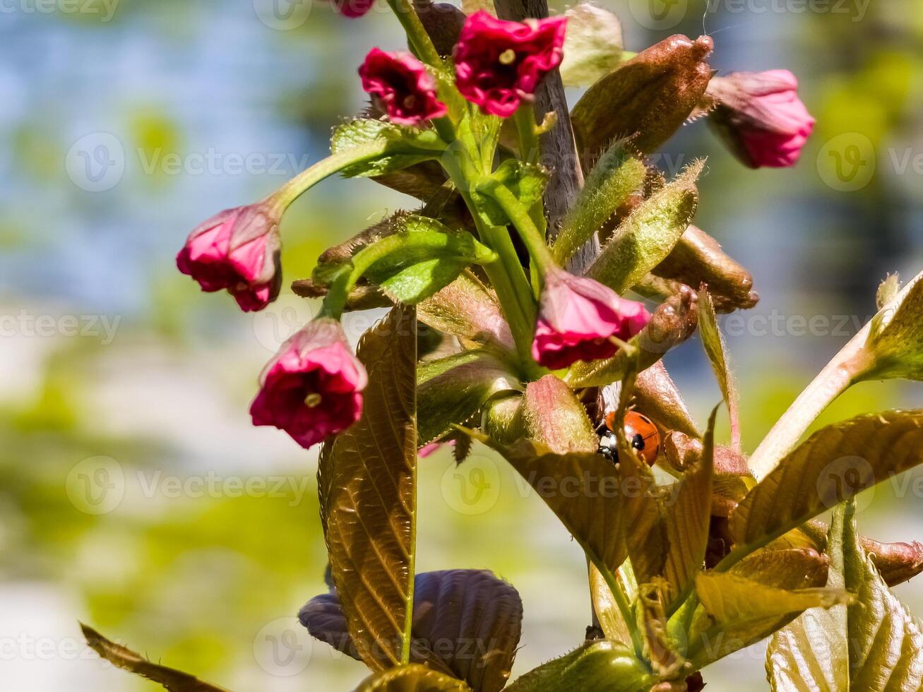 rosa non soffiato sakura fiori nel presto primavera. mini cuffie foto