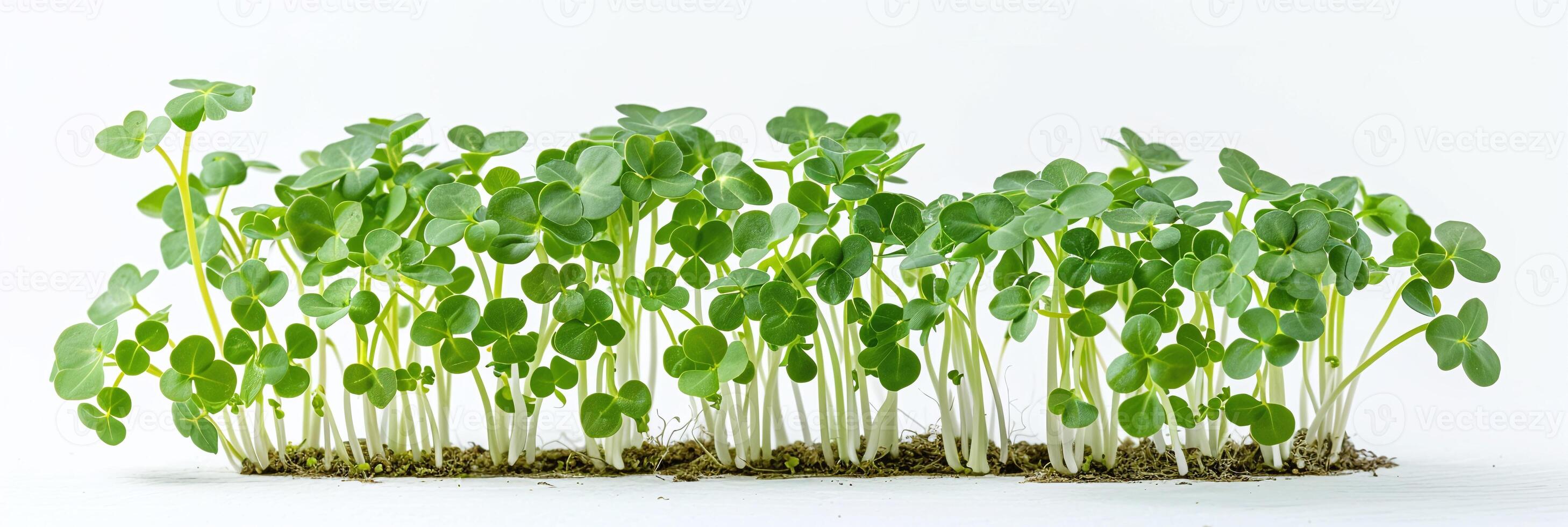 lussureggiante microgreen bandiera ideale per culinario siti web, verde vivente blog, e biologico cibo presentazioni foto