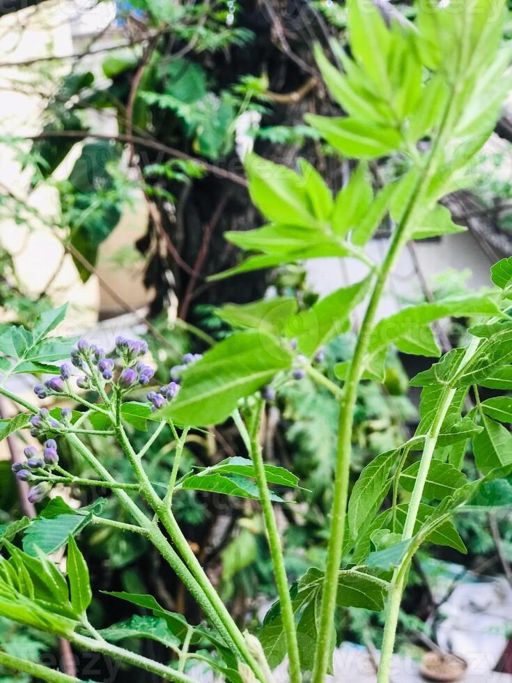 un' vicino su di un' pianta con viola fiori e verde le foglie. foto