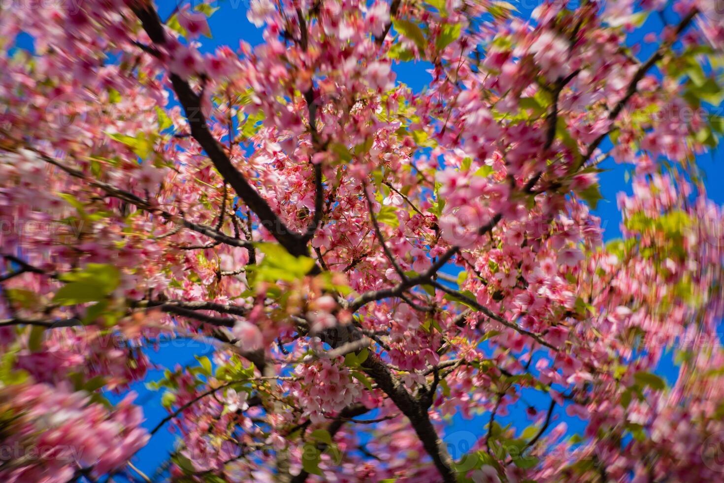 kawazu ciliegia fiori swirly sfocatura nel primavera stagione vicino su foto