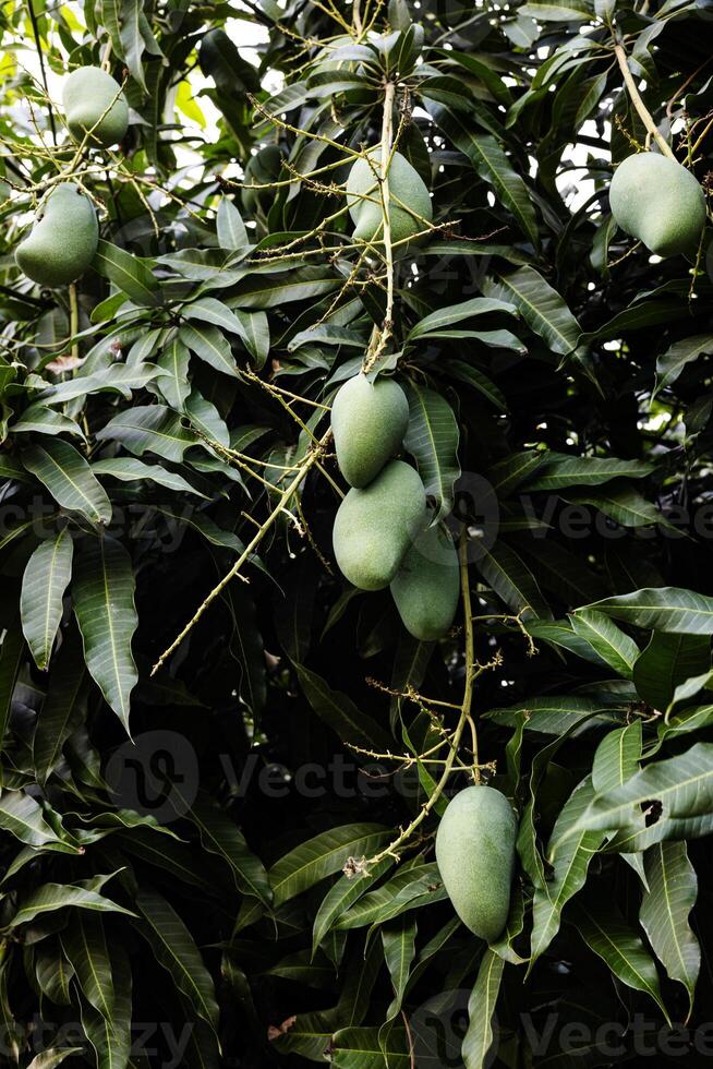 vicino su di albero con verde Mango frutta nel il giardino foto