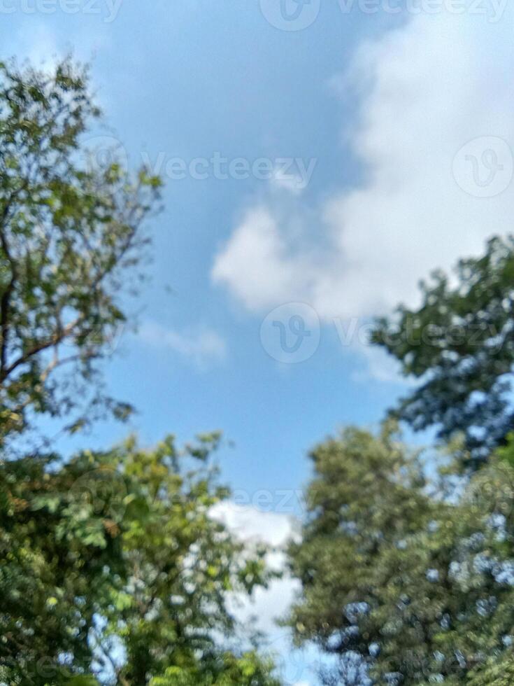 prambanan tempio cortile con alberi nel Indonesia foto