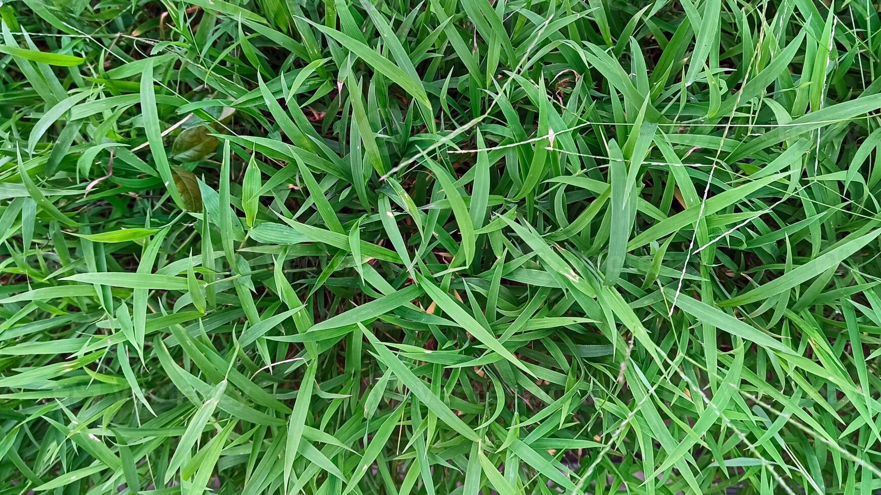 ritratto di verde erba, nel un' giardino quello cresce meravigliosamente e appena foto