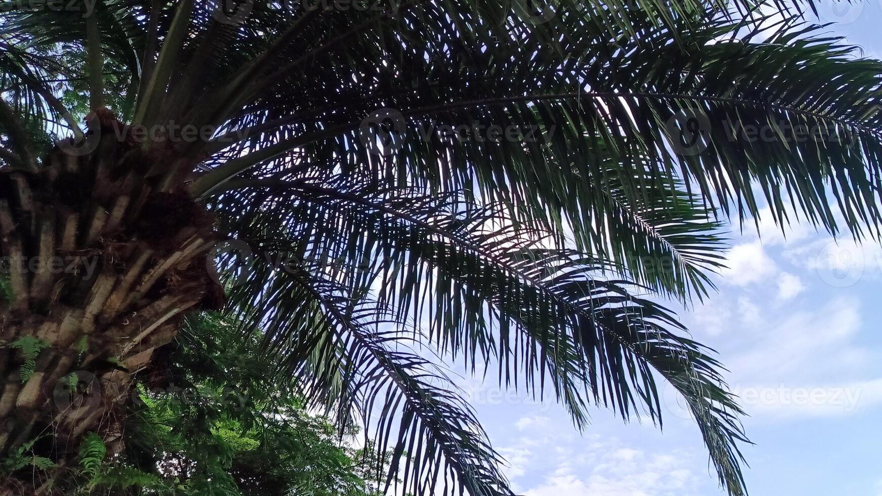 olio palma impianti quale siamo Usato come ombra alberi nel urbano le zone siamo decorato con blu cieli foto