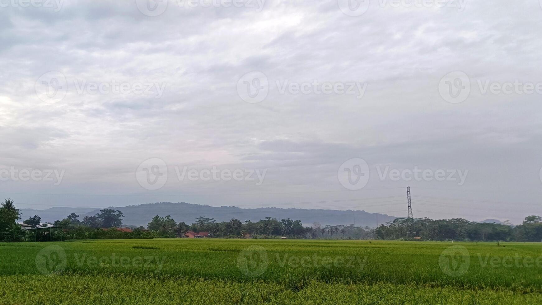 Visualizza di verde riso i campi con un' strada affiancato di riso i campi e circondato di colline foto