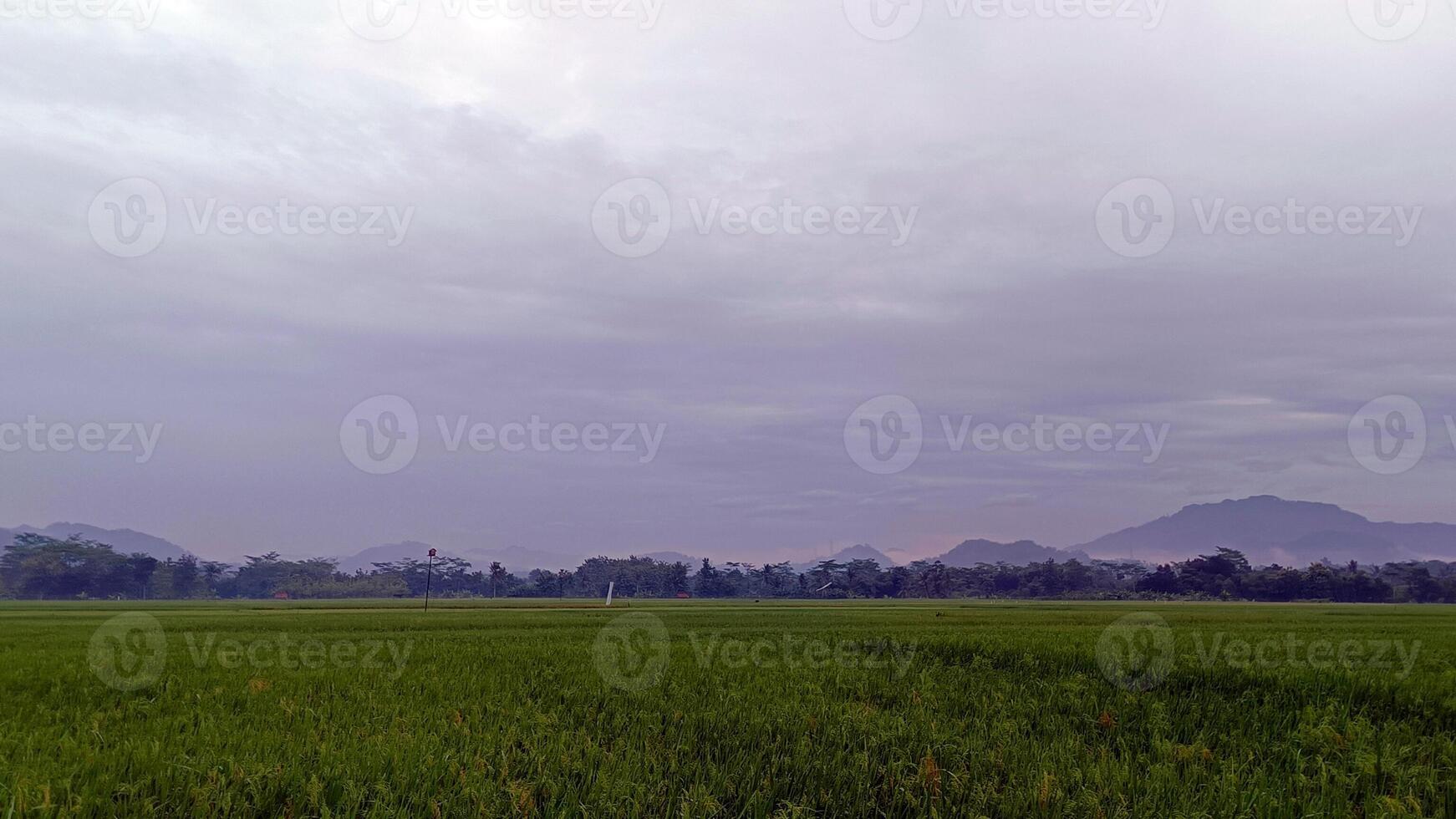 Visualizza di verde riso i campi con un' strada affiancato di riso i campi e circondato di colline foto