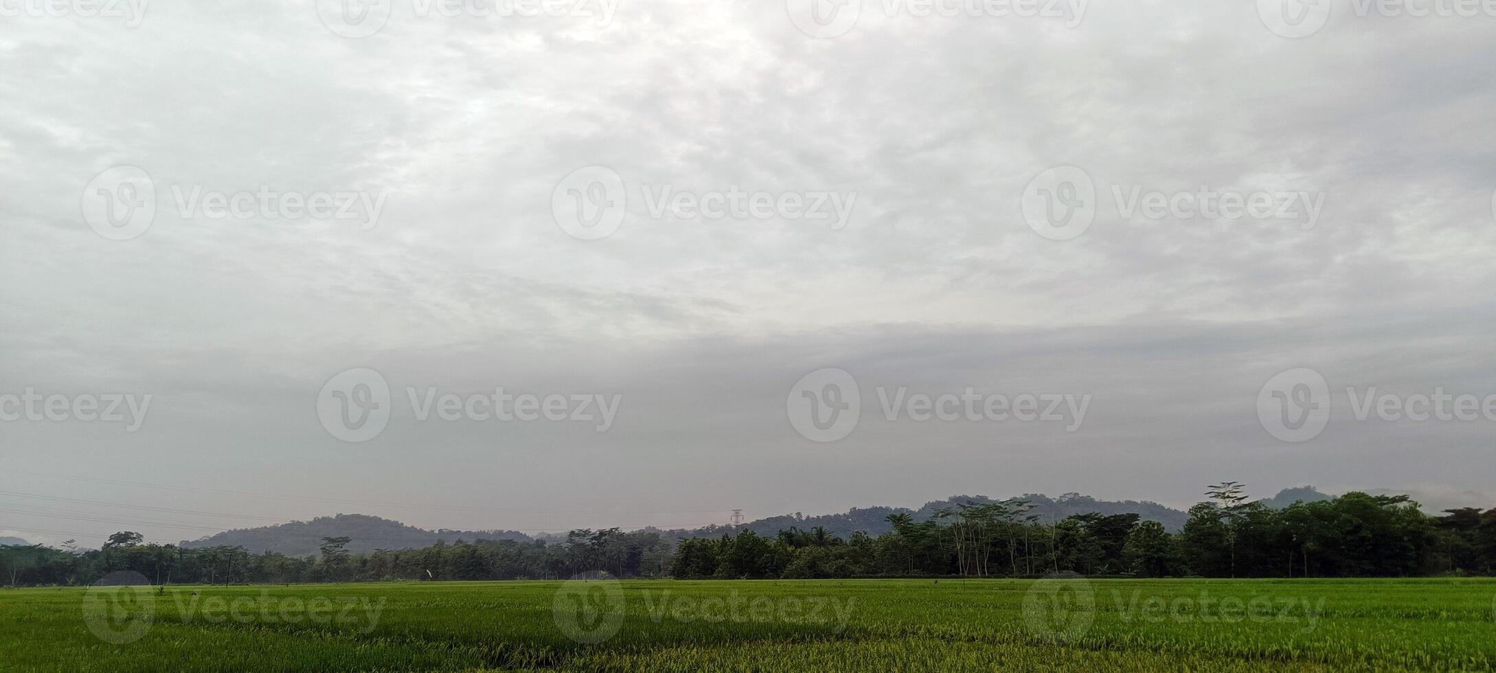 Visualizza di verde riso i campi con un' strada affiancato di riso i campi e circondato di colline foto