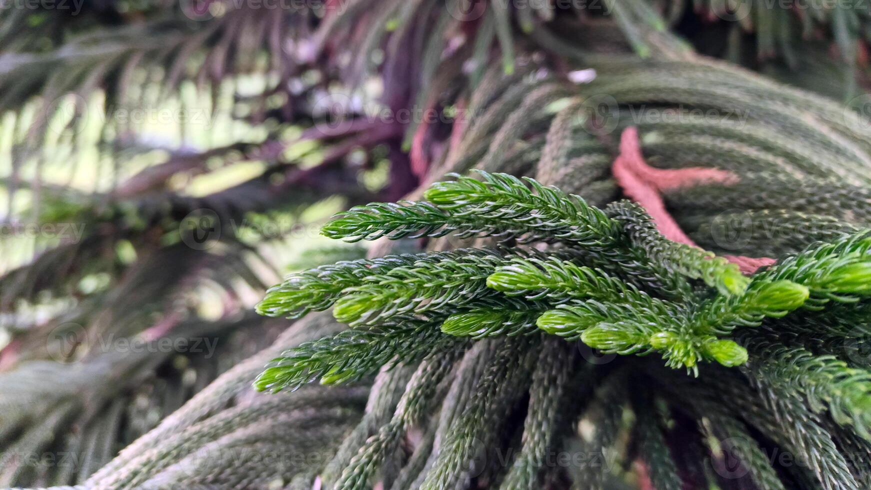 naturale e bellissimo cucinare pino albero. foto