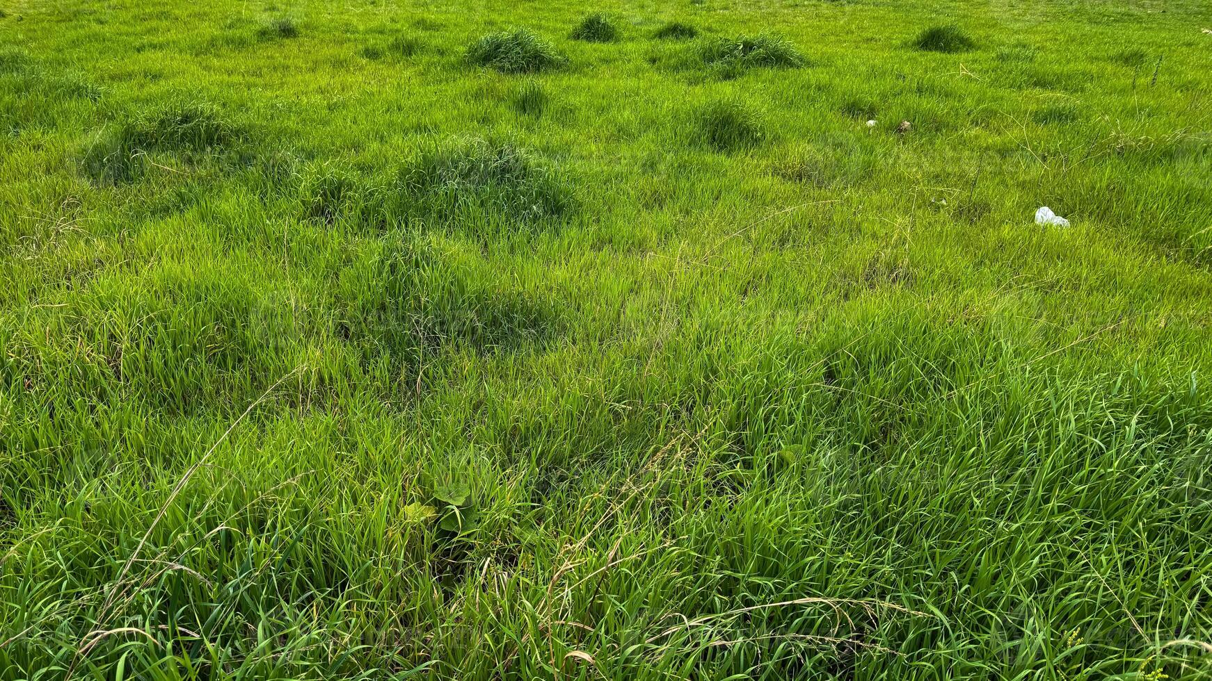 natura sfondo. lussureggiante verde prato con naturale erba modello e trifoglio. all'aperto primavera floreale, terra copertina struttura. ambientale conservazione concetto per disegno, striscione, sfondo. foto