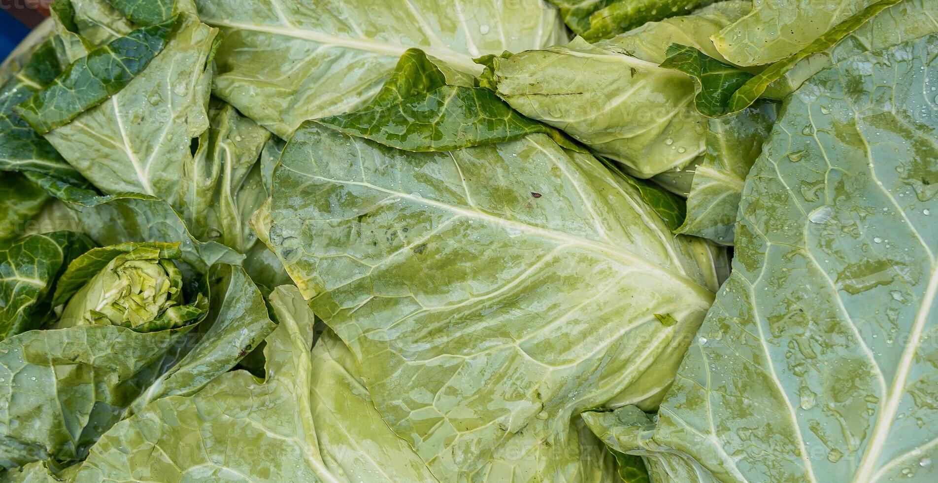 testa di cavolo. fresco e brillante cavolo le foglie sfondo. lattuga tema. foto