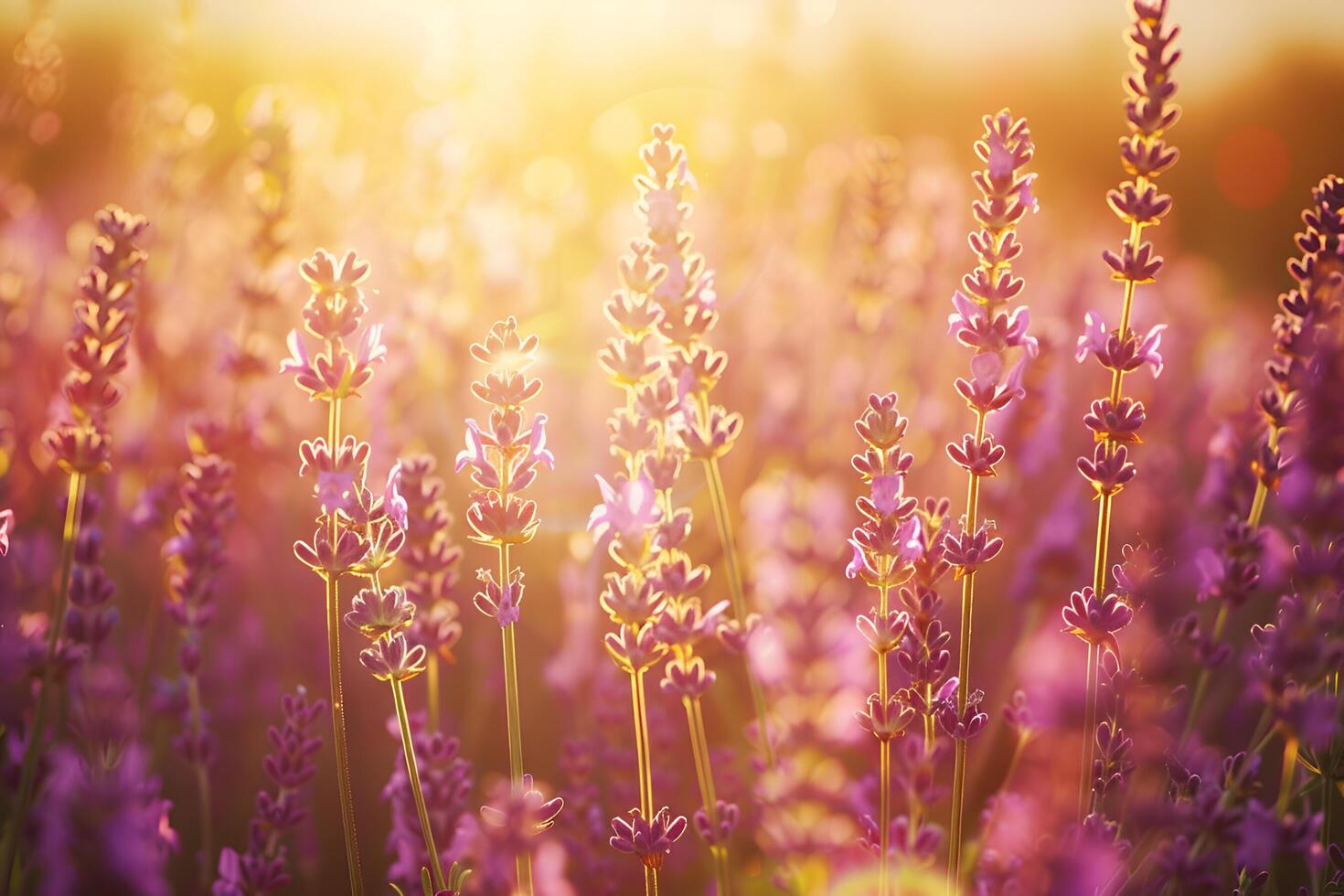 illuminata dal sole lavanda campo a d'oro ora, angolo ampio, morbido messa a fuoco per sognante Guarda foto