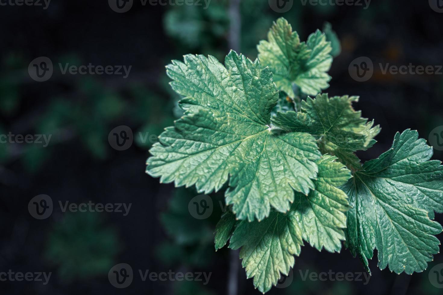 foglie verdi di ribes nero su sfondo scuro. foto