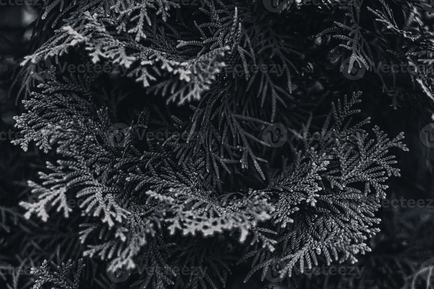 foglie di thuja. foto in bianco e nero.