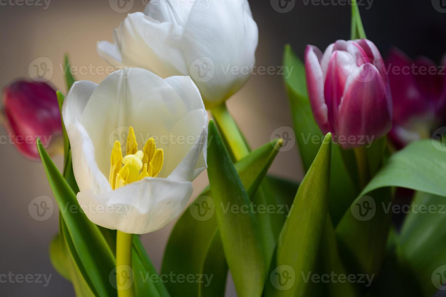 tulipani su uno sfondo sfocato scuro. foto