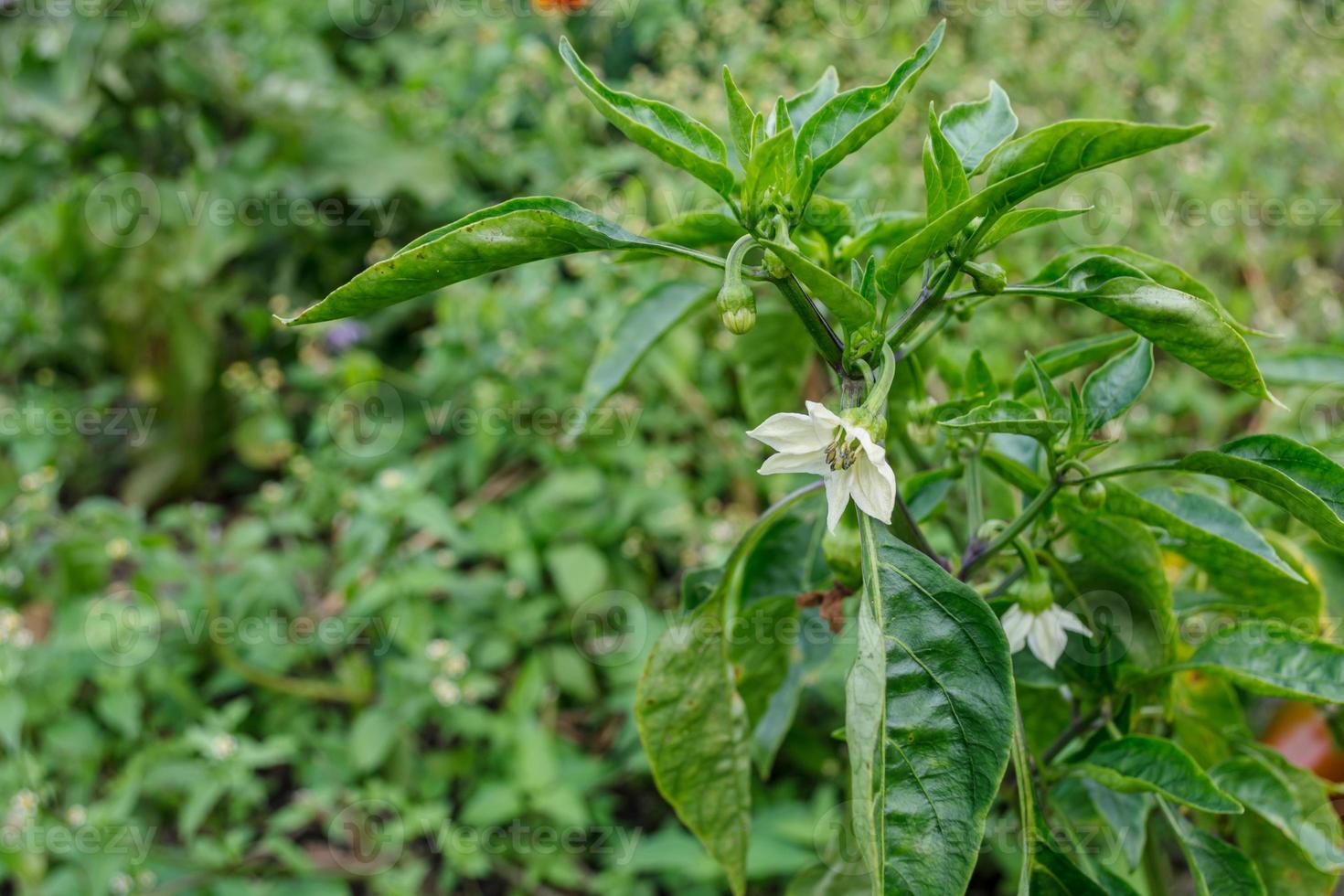 peperone dolce in fiore in giardino. foto