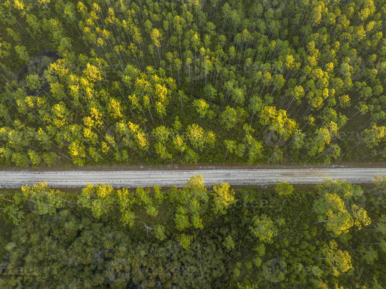 sabbioso strada a Alba - apalachicola nazionale foresta nel Florida, aereo Visualizza foto